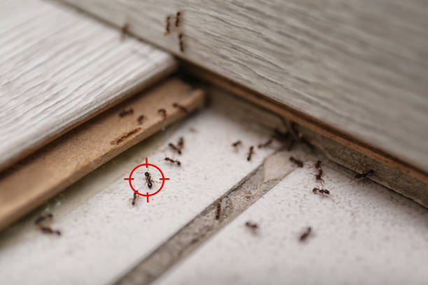 Trusted North Manchester, IN Pest Control Experts