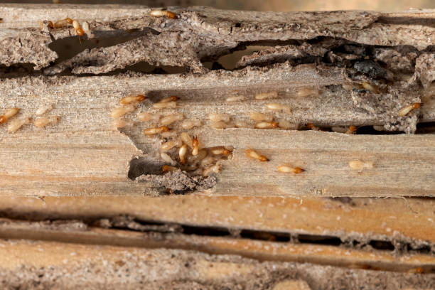 Best Cockroach Control Services  in North Manchester, IN
